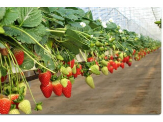 RIOCOCO Introduced BLUMIX for Growing Strawberries in coco coir