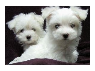 Priceless White Maltese Puppy