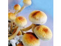 microdose-magic-mushroom-small-0
