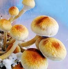 microdose-magic-mushroom-big-0